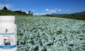 Feld mit Konjakpflanzen und Konjak Kapseln