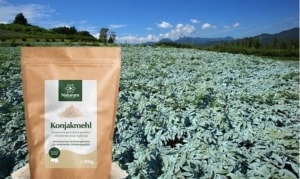 Konjakpflanzen auf dem Feld und eine Tüte Konjakmehl